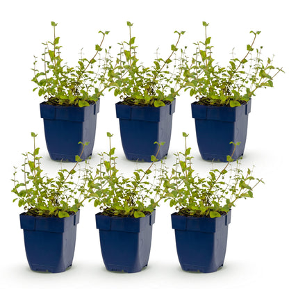 Nepeta rac. Grog, six plants en pot bleu sur fond blanc, prêts à être plantés en extérieur. Plante vivace attire abeilles et papillons.