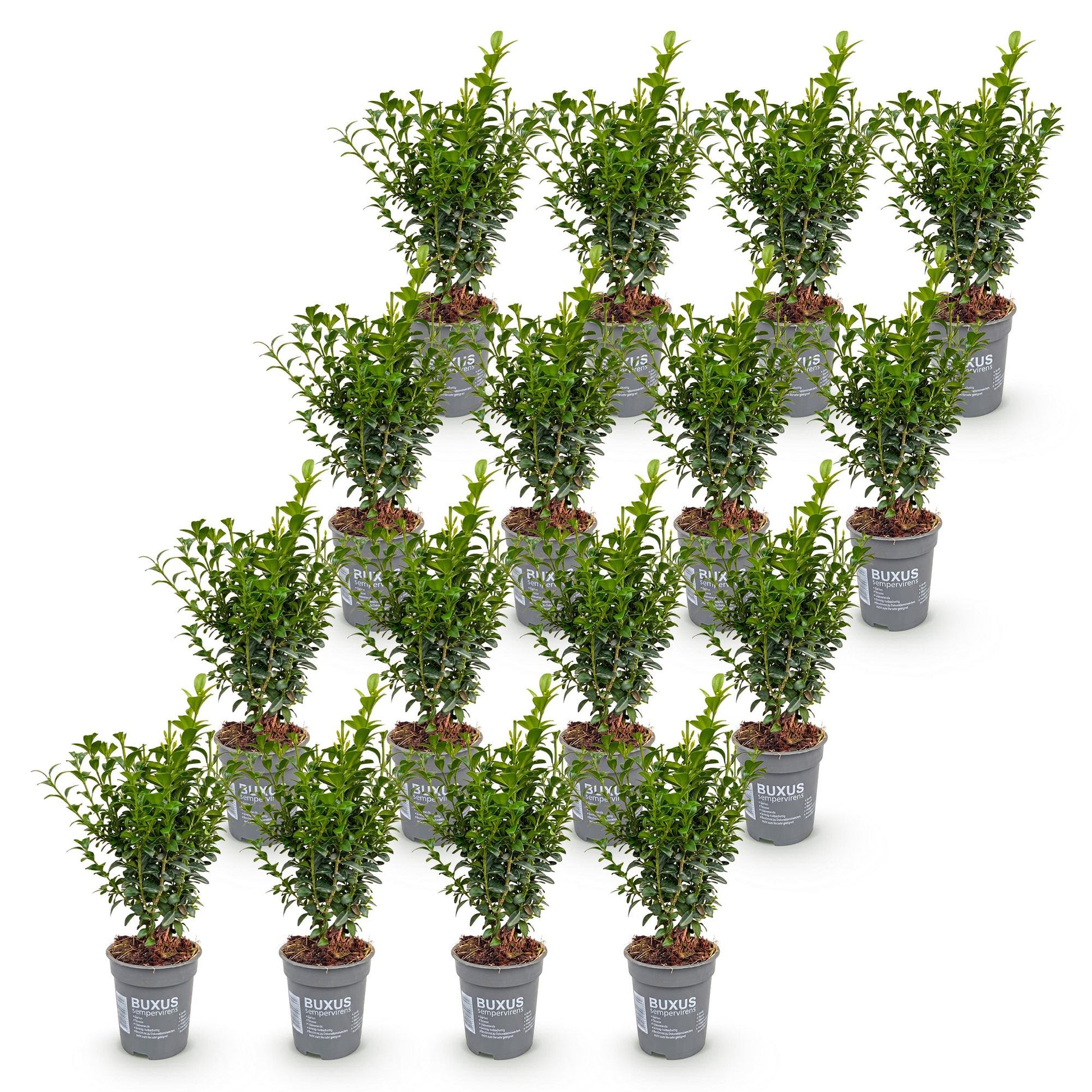 Buxus sempervirens, lot de plusieurs jeunes buis en pots gris, alignés sur fond blanc uni, prêts à être plantés pour former une haie.