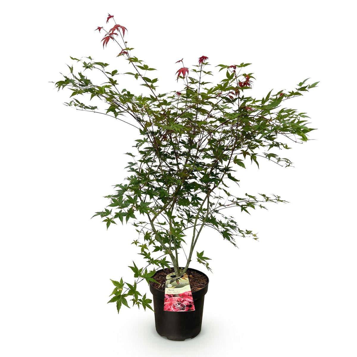 Érable du Japon 'Beni Maiko' - 1 plant en pot de 26 cm
