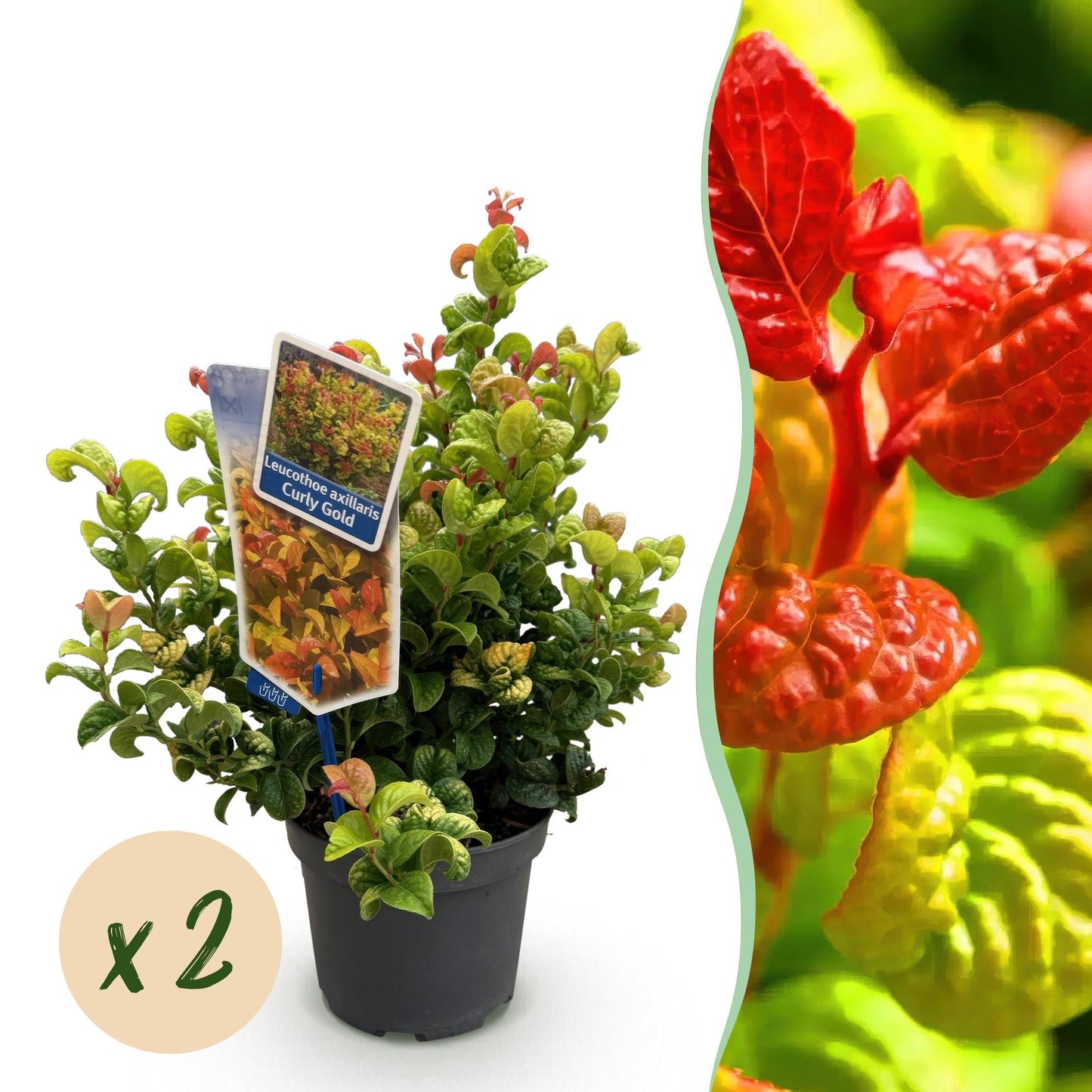 Leucothoe Curly Gold en pot avec l'indication "x2", accompagné d'un gros plan sur ses feuilles rouges et jaunes éclatantes.