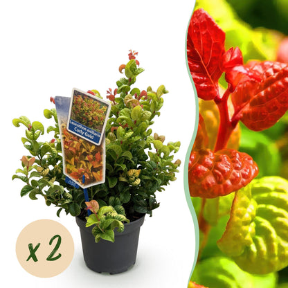 Leucothoe Curly Gold en pot avec l'indication "x2", accompagné d'un gros plan sur ses feuilles rouges et jaunes éclatantes.