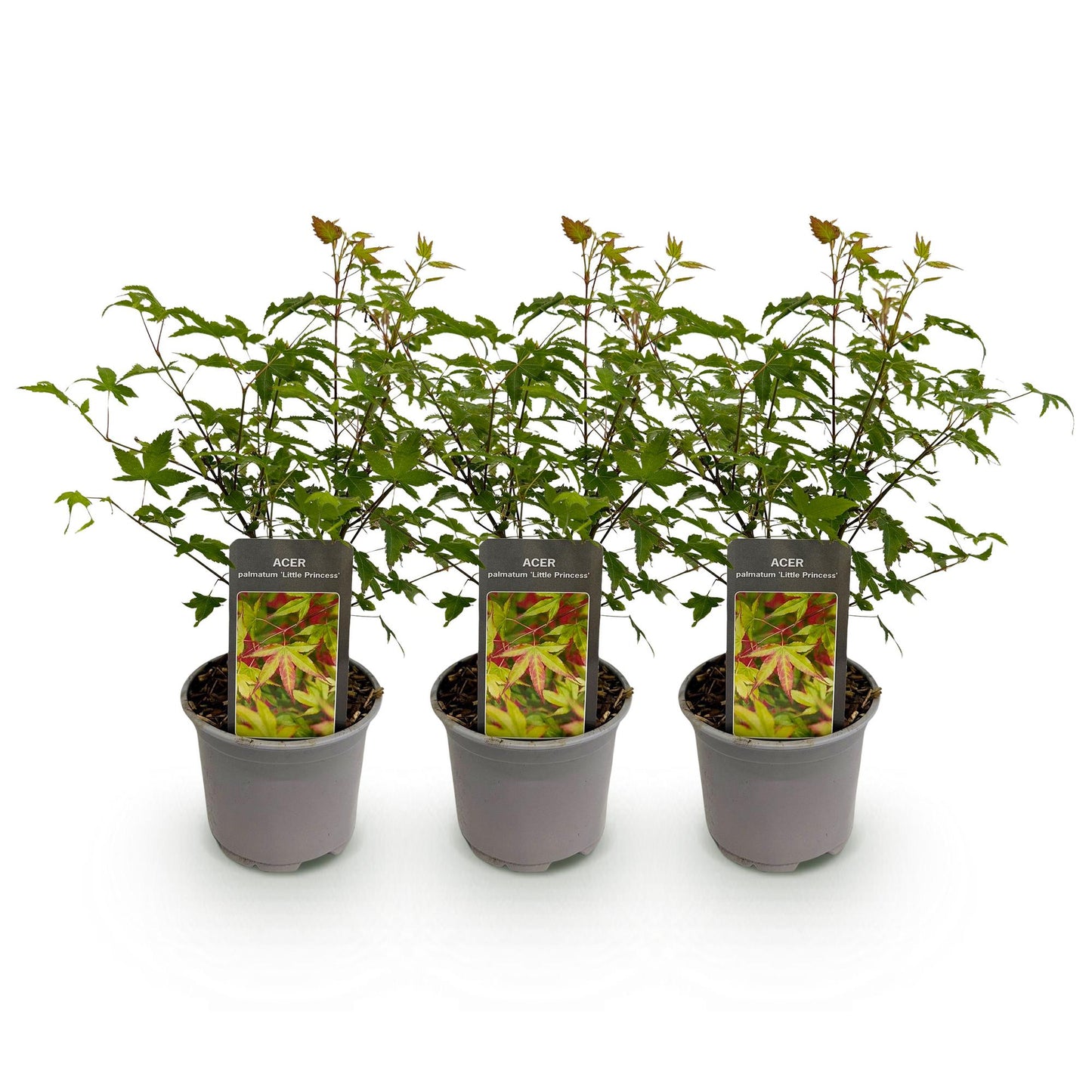 Acer palmatum Little Princess : trois jeunes plants d'érable japonais au feuillage vert et aux jeunes pousses rouges, en pots gris sur fond 