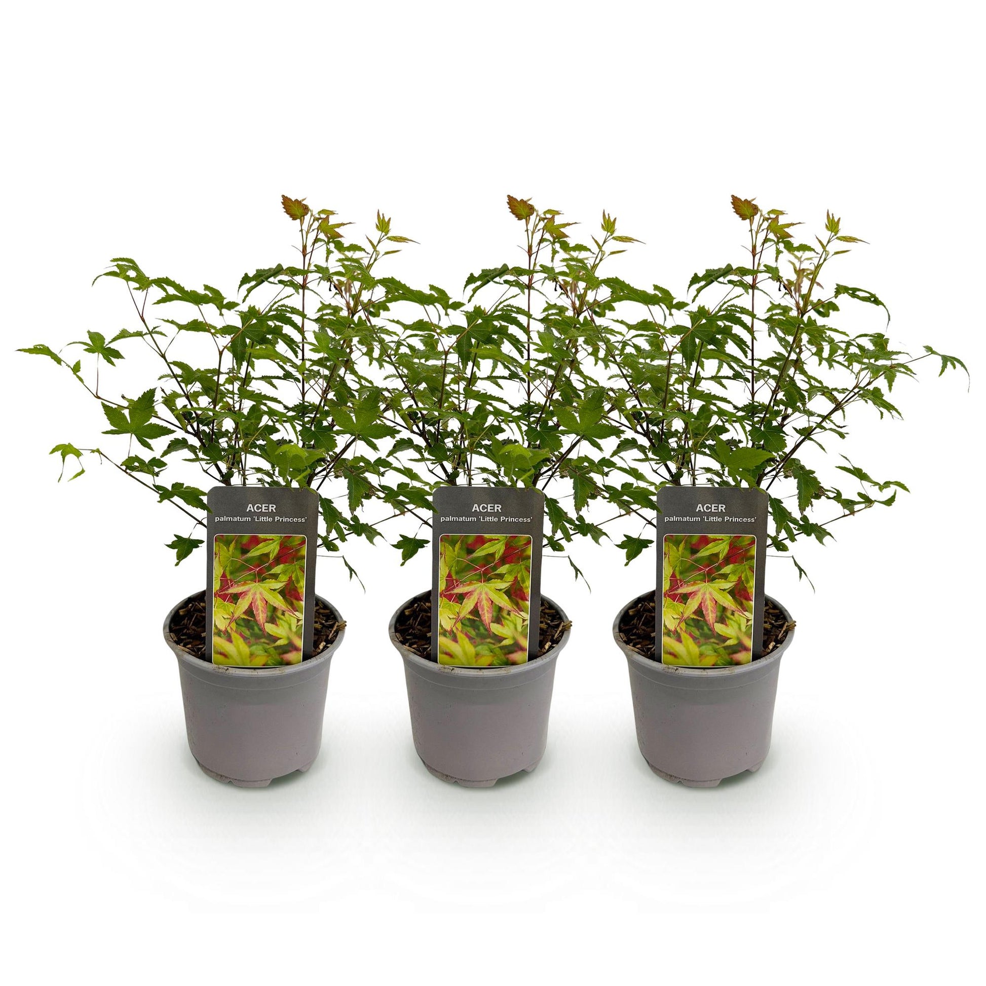 Acer palmatum Little Princess : trois jeunes plants d'érable japonais au feuillage vert et aux jeunes pousses rouges, en pots gris sur fond 