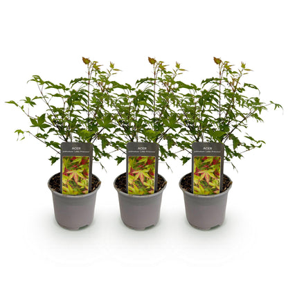 Acer palmatum Little Princess : trois jeunes plants d'érable japonais au feuillage vert et aux jeunes pousses rouges, en pots gris sur fond 