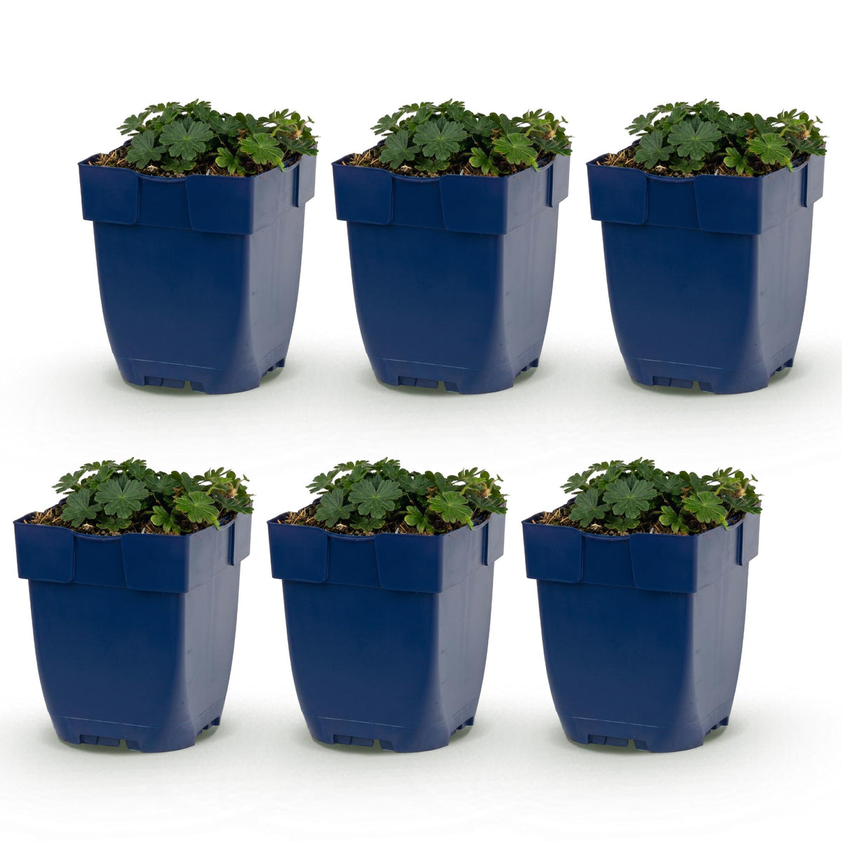 Géranium sanguin 'Max Frei' en pots de 11cm, lot de 6 plantes vivaces couvre-sol roses sur fond blanc.
