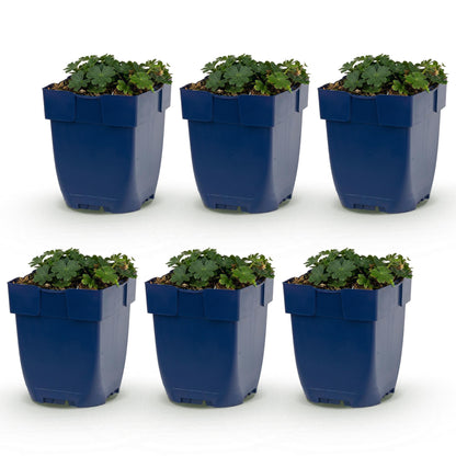Géranium sanguin 'Max Frei' en pots de 11cm, lot de 6 plantes vivaces couvre-sol roses sur fond blanc.