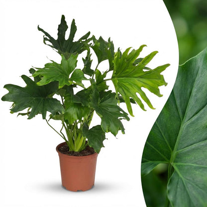 Plante d'intérieur - Philodendron - Philodendron Lickety split - Vert - Entretien facile - 1 Plante - Pot 19cm - Hauteur 70cm