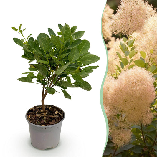 Cotinus coggyria Young Lady : un jeune plant en pot aux feuilles vertes sur fond blanc, juxtaposé à des panicules florales roses du même arb