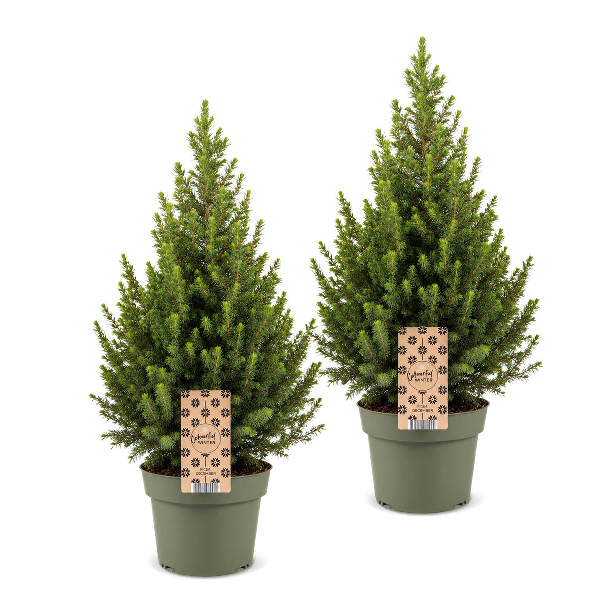 Épicéa de l'Alberta 'Conica' lot de 2 sapins en pot de 19 cm