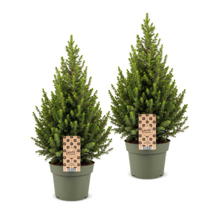 Épicéa de l'Alberta 'Conica' lot de 2 sapins en pot de 19 cm
