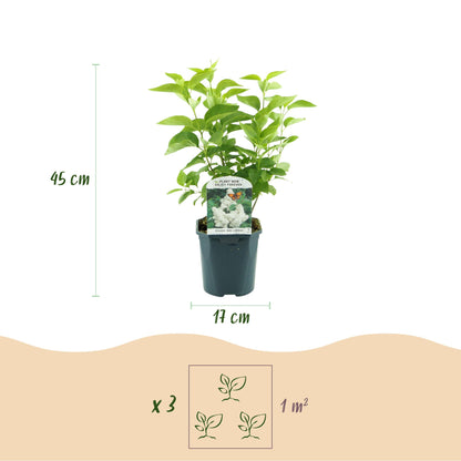 Lilas 'Mme Lemoine'. Photo d'un plant avec des mesures : hauteur 45 cm, pot 17 cm. En bas, icônes pour la densité : 3 plants par 1 m².