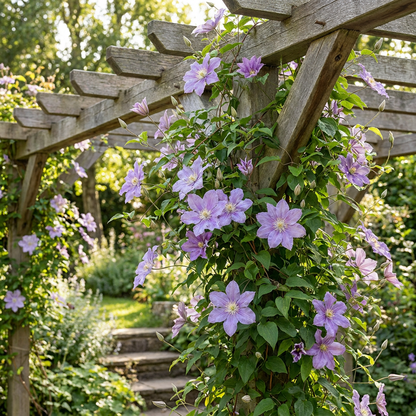 Clématite 'Justa' (Clematis) - grimpante à grandes fleurs bleu clair