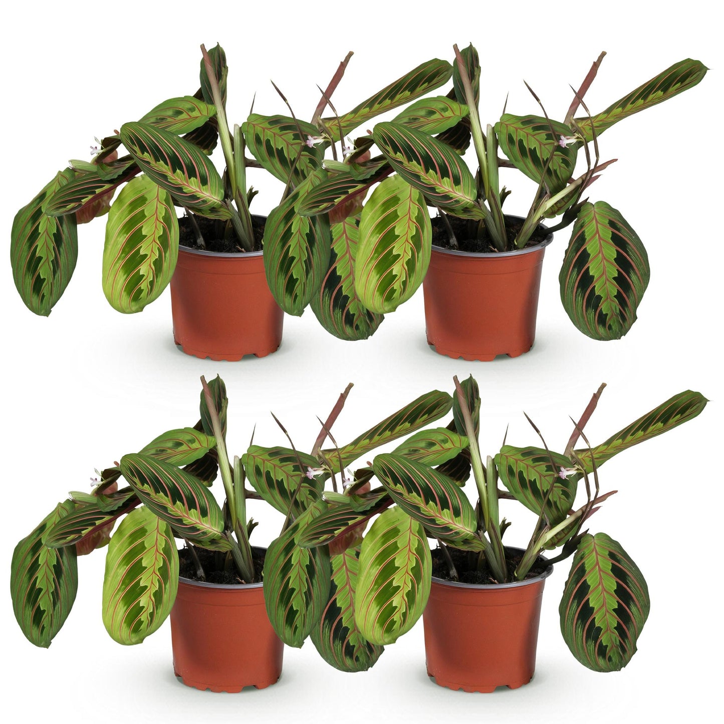 Maranta Fascinator Tricolour - Plante de prière - Pot de 12cm - Hauteur 30-35cm - plantandstories