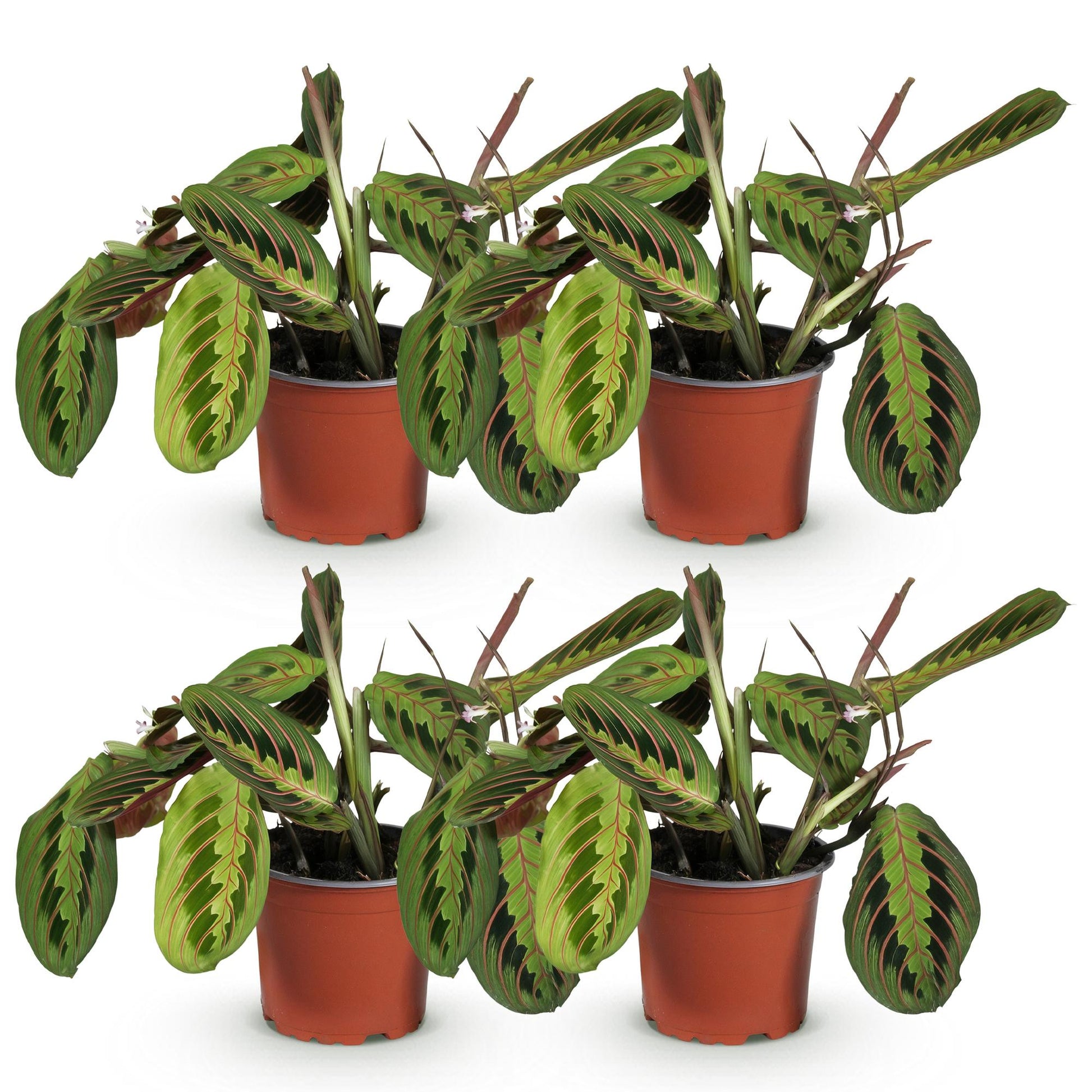 Maranta Fascinator Tricolour - Plante de prière - Pot de 12cm - Hauteur 30-35cm - plantandstories