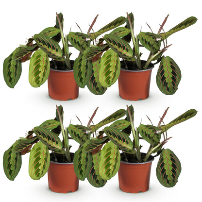 Maranta Fascinator Tricolour - Plante de prière - Pot de 12cm - Hauteur 30-35cm - plantandstories