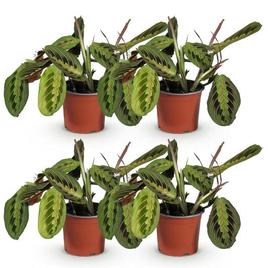 Maranta Fascinator Tricolour - Plante de prière - Pot de 12cm - Hauteur 30-35cm - plantandstories