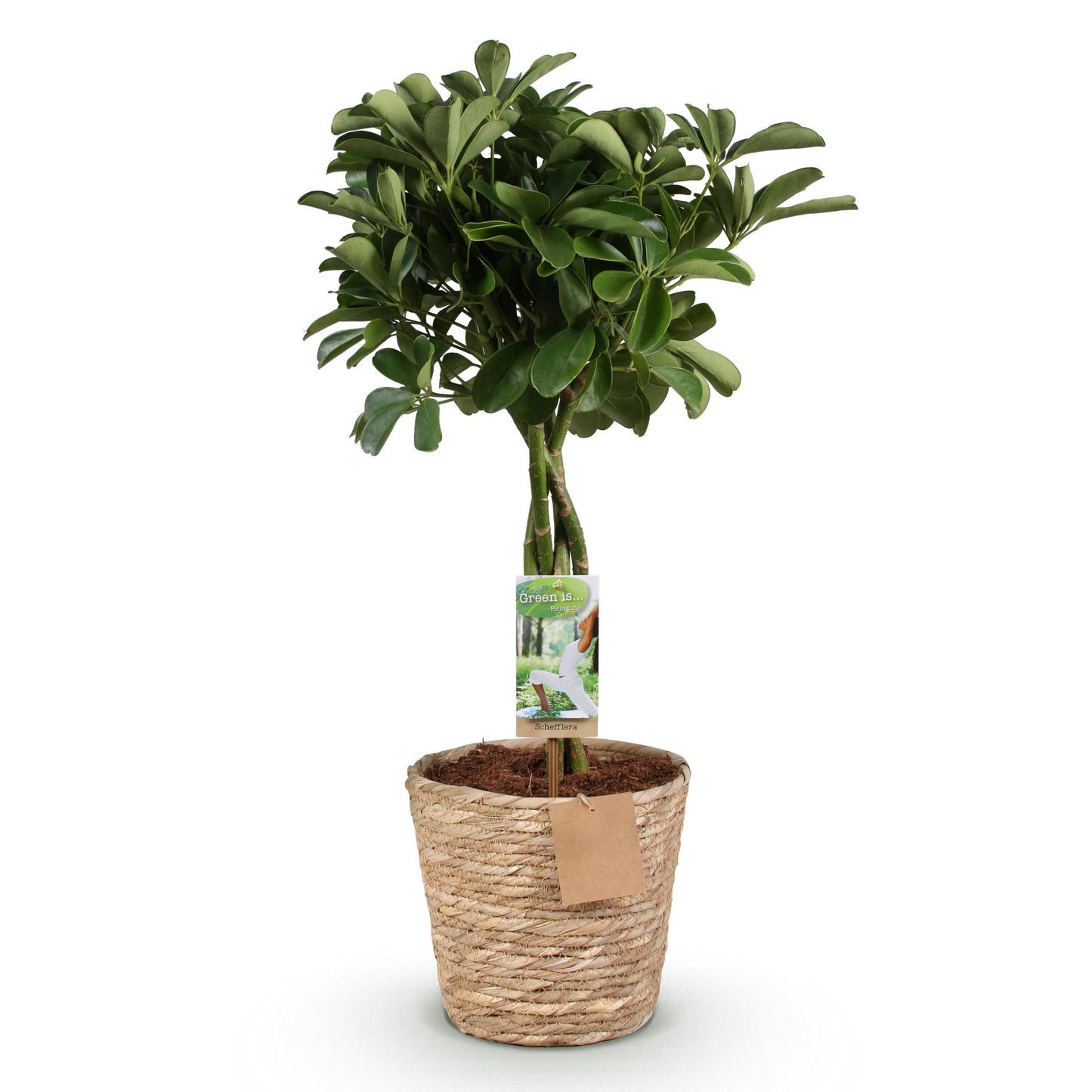Plantes d'intérieur - Schefflera Nora - Arbre à doigts - Peu d'entretien - avec panier - Vert - 1 Plante - Pot 21cm - Hauteur 70-82cm