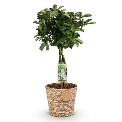 Plantes d'intérieur - Schefflera Nora - Arbre à doigts - Peu d'entretien - avec panier - Vert - 1 Plante - Pot 21cm - Hauteur 70-82cm