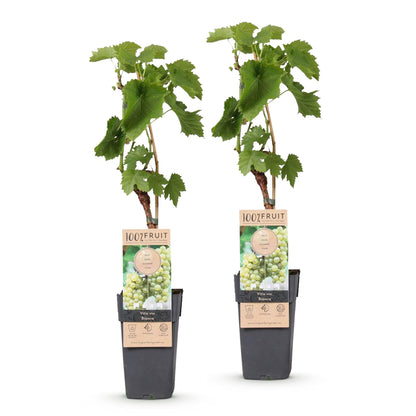 Vitis vinifera Bianca. Lot de deux plants de vigne en pots, avec leurs étiquettes. Raisins blancs, greffés, prêts à planter.