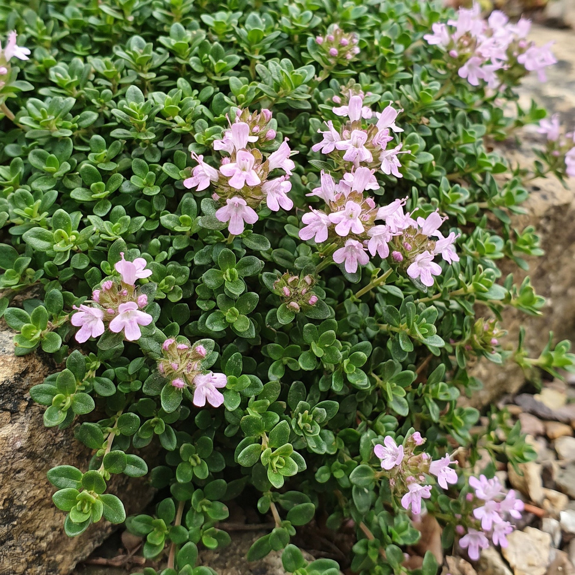 Thymus praecox Minor, thym de montagne, en gros plan, avec ses petites feuilles vertes et ses délicates fleurs roses pâles.