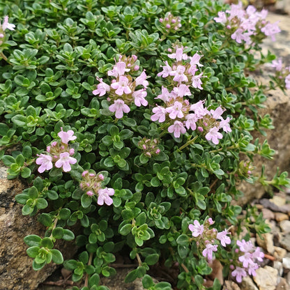 Thymus praecox Minor, thym de montagne, en gros plan, avec ses petites feuilles vertes et ses délicates fleurs roses pâles.