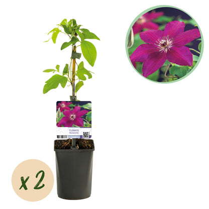Clématite Westerplatte, jeune plant en pot avec son étiquette, et une bulle « x2 » indiquant le lot. Une fleur rouge est en gros plan.