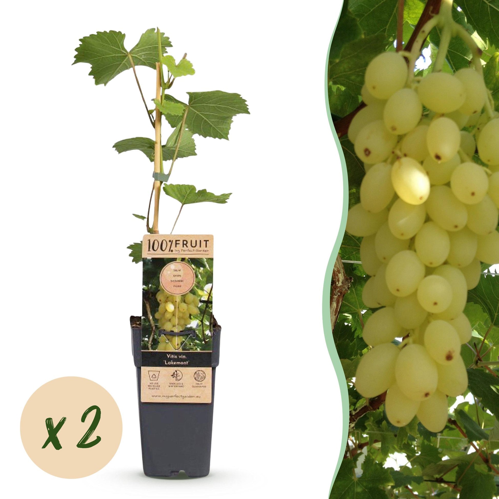 Vitis vinifera 'Lakemont' : Jeune plant de vigne en pot sur fond blanc, avec une grappe de raisins dorés et une pastille « x2 » indiquant la