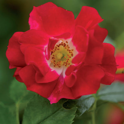 Rosa Red Queen, gros plan sur la fleur rouge éclatante aux pétales délicats et au cœur blanc et jaune. Feuillage vert flou en arrière-plan.