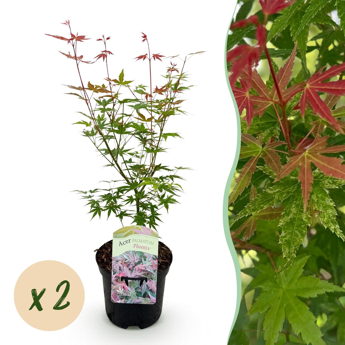 Acer palmatum Phoenix en pot, jeune plant d'érable du Japon. À droite, gros plan sur ses feuilles roses et vertes. Pastille 'x2'.