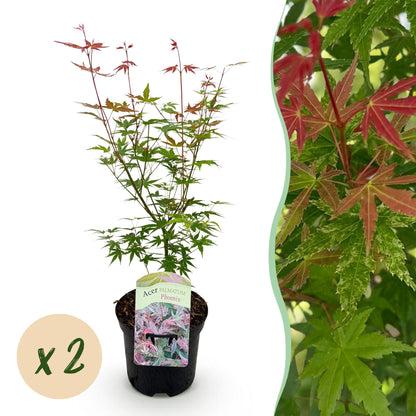 Acer palmatum Phoenix en pot, jeune plant d'érable du Japon. À droite, gros plan sur ses feuilles roses et vertes. Pastille 'x2'.