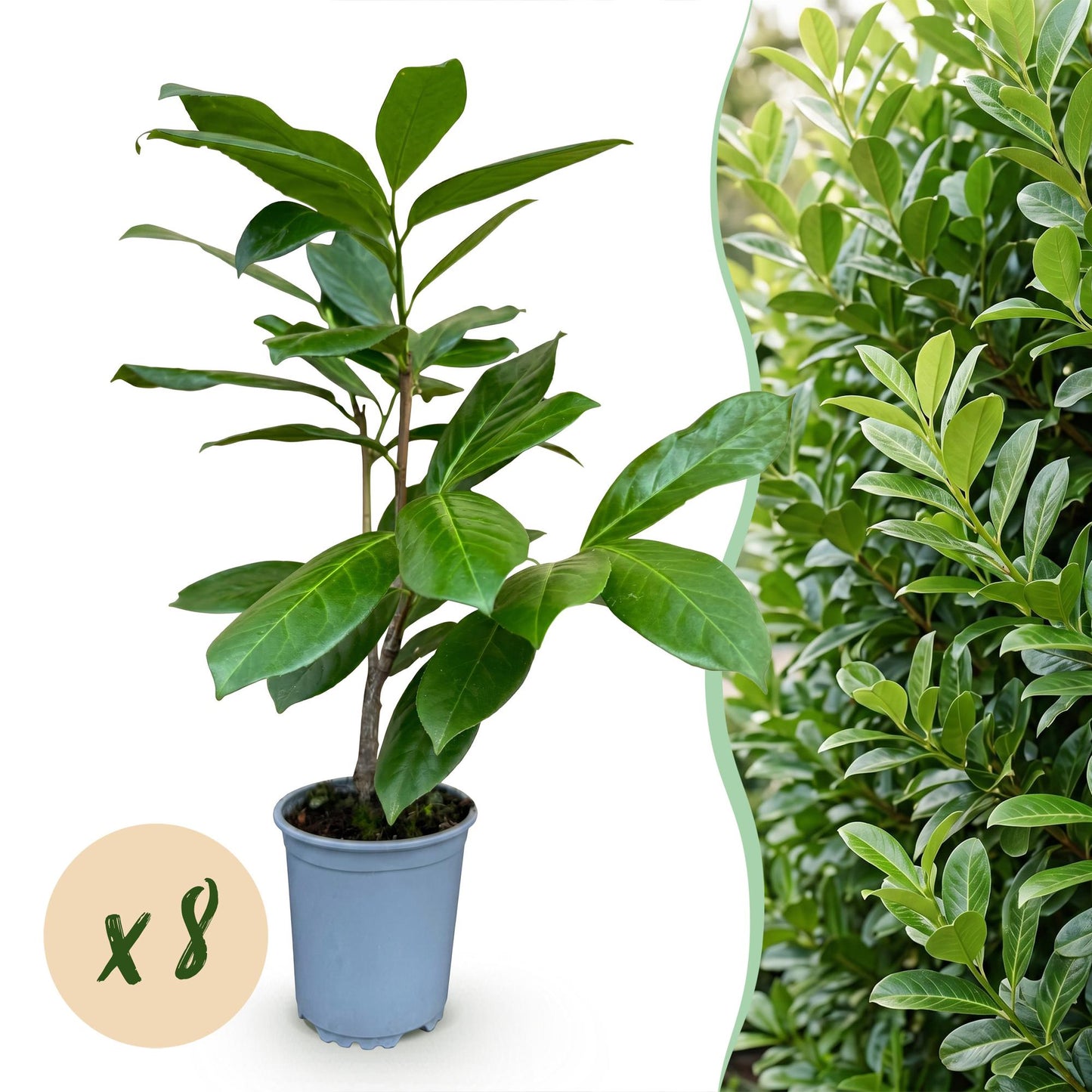 Prunus laur. Rotundifolia : un jeune plant en pot sur fond blanc, à côté d'une haie dense. Bulle jaune « x8 » indiquant la quantité.