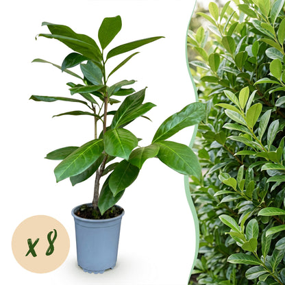 Prunus laur. Rotundifolia : un jeune plant en pot sur fond blanc, à côté d'une haie dense. Bulle jaune « x8 » indiquant la quantité.