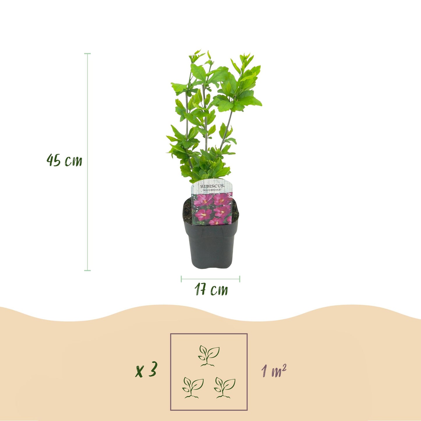 Hibiscus syriacus Woodbridge en pot, avec indication de la hauteur (45 cm) et du diamètre du pot (17 cm). En bas, infographie suggérant 3 pl