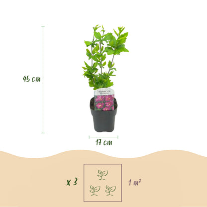 Hibiscus syriacus Woodbridge en pot, avec indication de la hauteur (45 cm) et du diamètre du pot (17 cm). En bas, infographie suggérant 3 pl