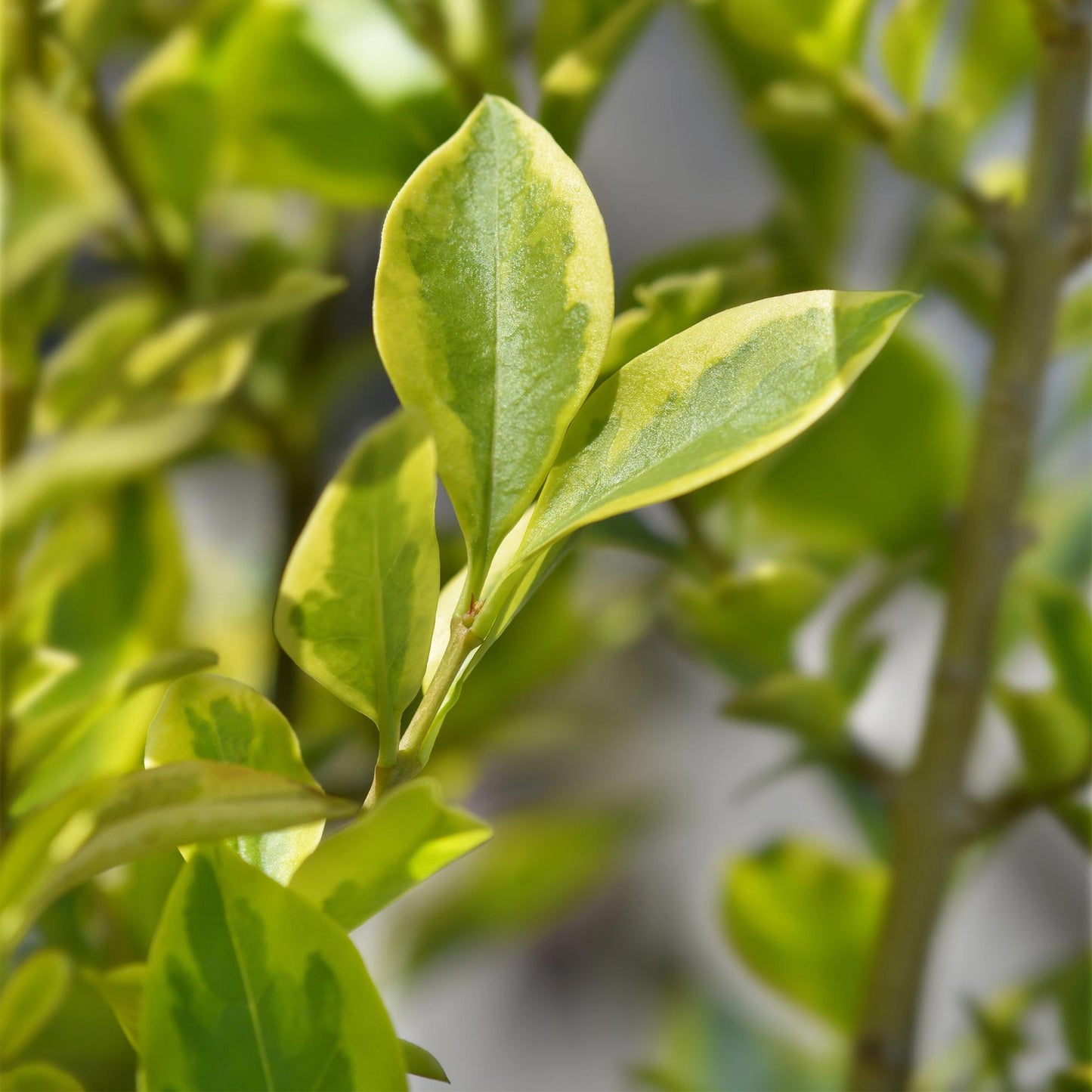 Ligustrum ovalifolium Aureum, le troène à feuillage panaché, offre des feuilles ovales vertes bordées de jaune éclatant, créant un contraste