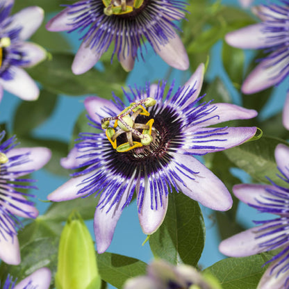 Passiflora Damsels Delight, gros plan sur ses fleurs violettes et blanches, avec des étamines jaunes, sur fond bleu.