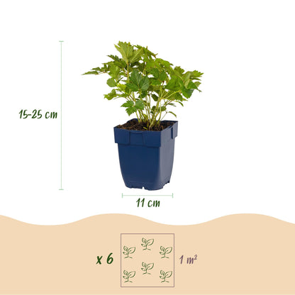 Astilbe chin. Pumila en pot de 11cm, hauteur 15-25cm, illustration de plantation de 6 plants par m².