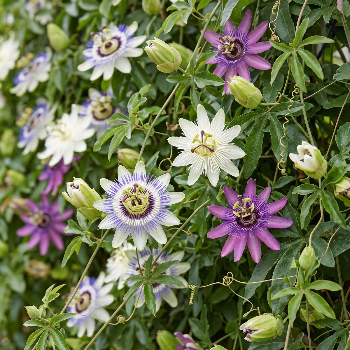 Passiflore Tricolore en mélange de couleurs (Passiflora) - grimpantes fleuries