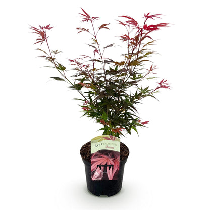 Acer palmatum Shaina, jeune érable japonais à feuillage rouge et vert en pot noir, sur fond blanc. Prêt à être planté.