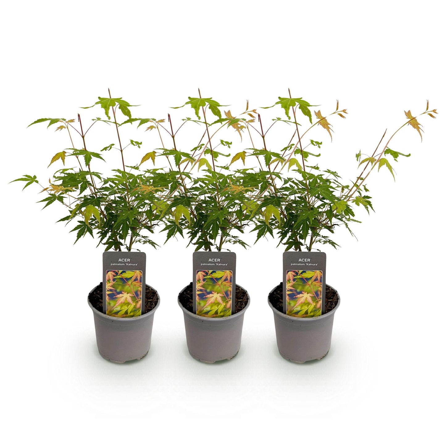 Acer palmatum Katsura. Lot de 3 jeunes plants d'érable japonais aux feuilles vertes et orange, présentés en pots gris sur fond blanc uni.