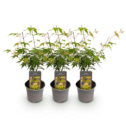 Acer palmatum Katsura. Lot de 3 jeunes plants d'érable japonais aux feuilles vertes et orange, présentés en pots gris sur fond blanc uni.