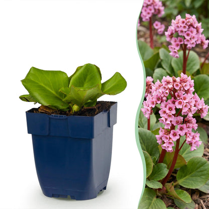 Bergenia cordifolia, plante à souliers vivace. Un jeune plant en pot bleu à gauche, et une image d'une plante fleurie rose en pleine terre à