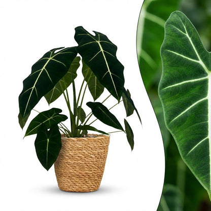Plante d'intérieur - Oreille d'éléphant - Alocasia Frydek - Vert - Peu d'entretien - 1 Plante - avec Panier - Pot 19cm - Hauteur 60cm