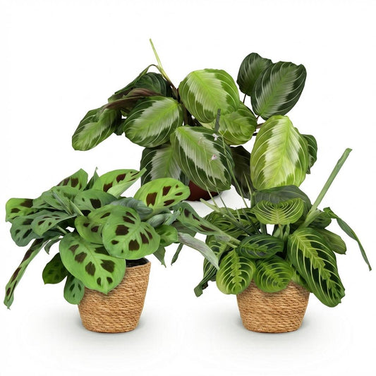 Plante d'intérieur - Marantha Silverband, Marantha Lemon Lime Marantha Kerchoveana - Plante à prière - Plante amie des animaux - Vert - 3 Plantes - avec Panier - Pot 12cm - Hauteur 25cm