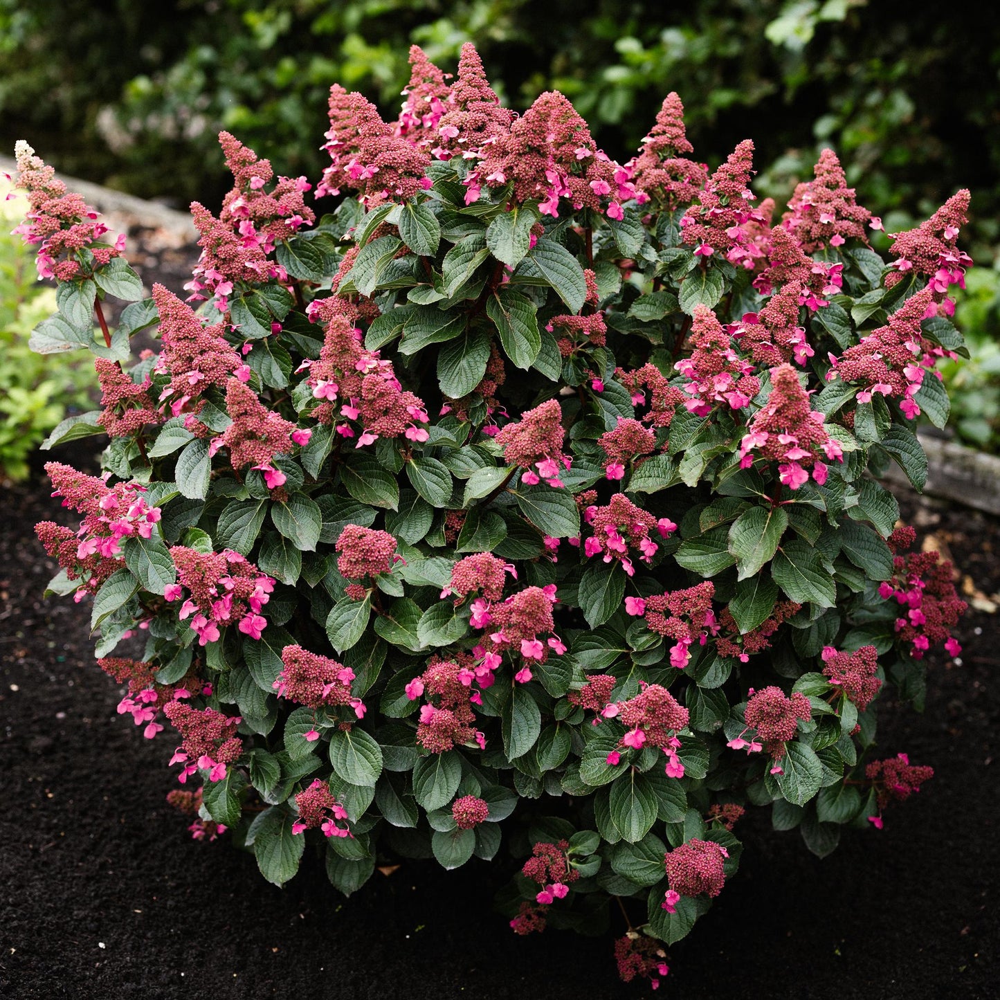Hydrangea panniculata Living Infinity, ou hortensia paniculée, aux fleurs coniques roses sur fond vert feuillu. La plante est en pleine terr