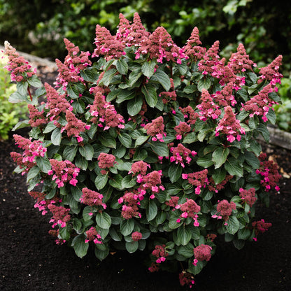 Hydrangea panniculata Living Infinity, ou hortensia paniculée, aux fleurs coniques roses sur fond vert feuillu. La plante est en pleine terr