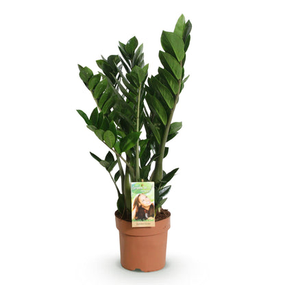 Plantes d'intérieur - Zamioculcas - Plante ZZ - Peu d'entretien - Vert - 1 Plante - Pot 17cm - Hauteur 65-75cm