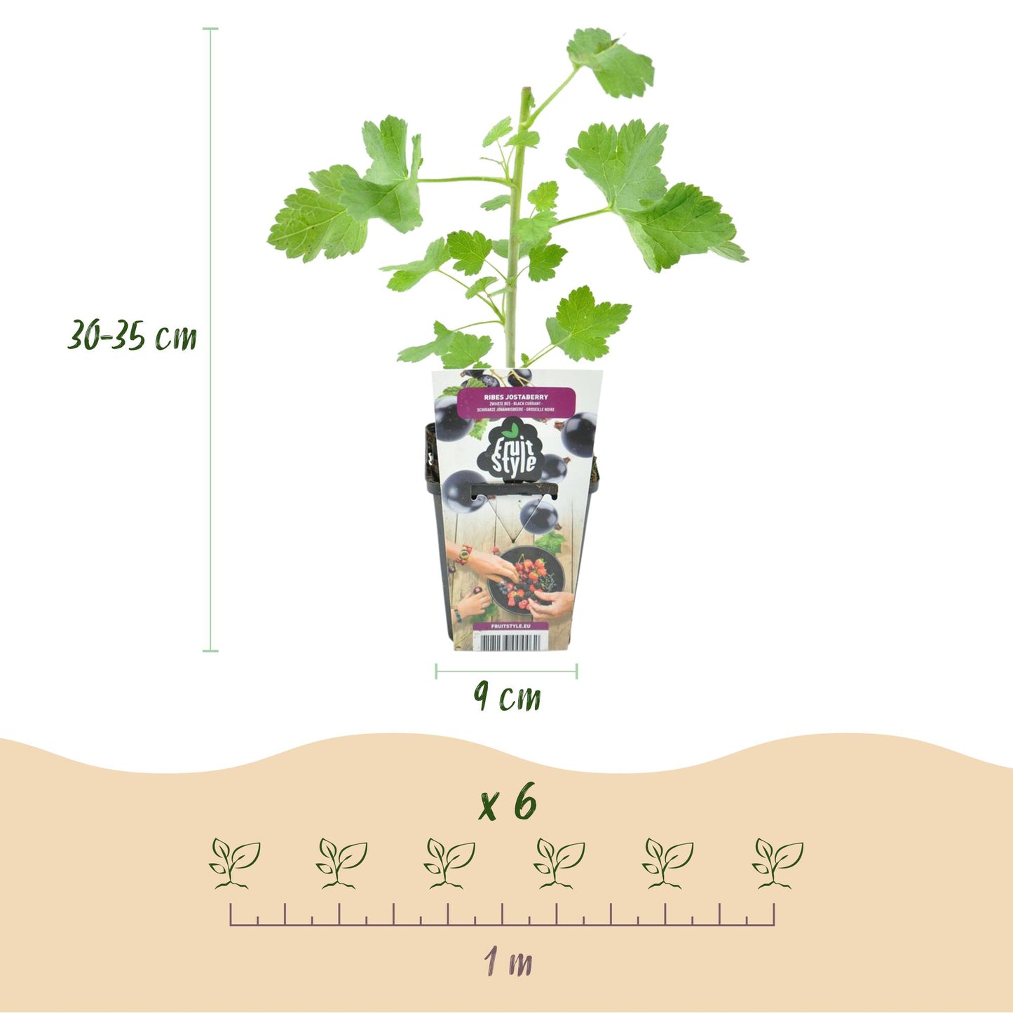 Jostabes : infographie avec la hauteur du plant (30-35 cm), le diamètre du pot (9 cm) et un schéma d'espacement pour 6 plants sur 1 mètre.
