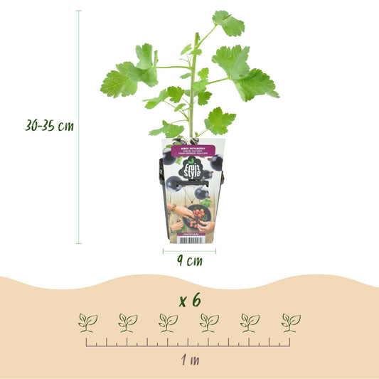 Jostabes : infographie avec la hauteur du plant (30-35 cm), le diamètre du pot (9 cm) et un schéma d'espacement pour 6 plants sur 1 mètre.