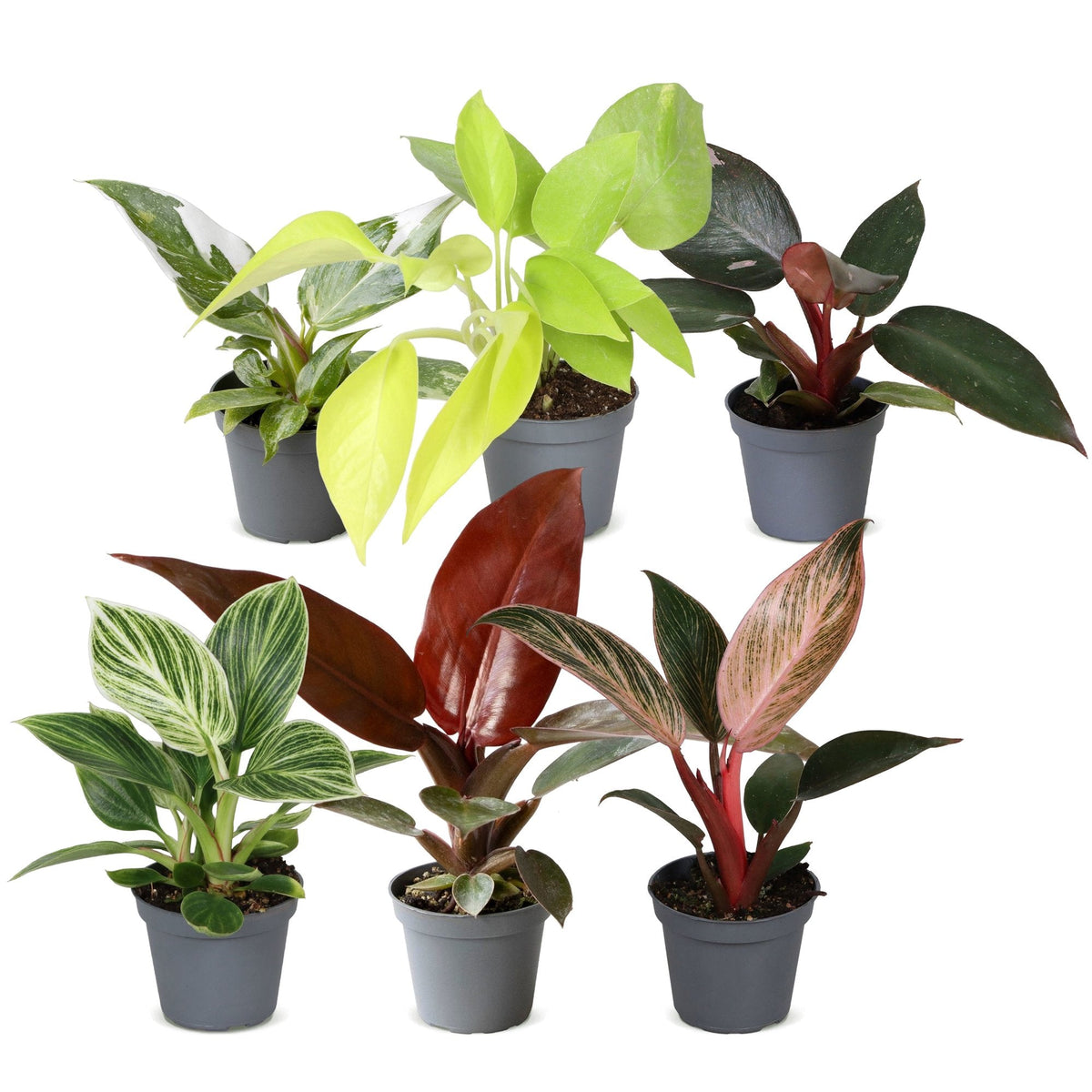 Lot de 6 bébés Philodendron colorés sans cache-pot